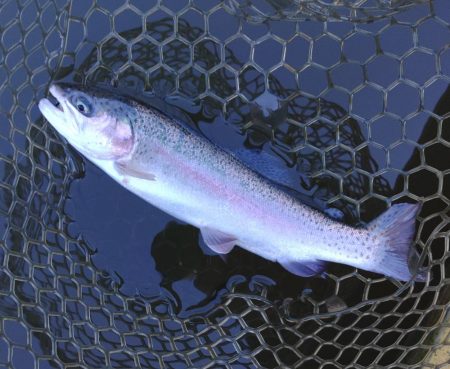 大安トラウトレイク釣果